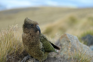 Wilder Kea Papagei in den Bergen in Neuseeland