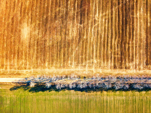 Agricultural fields. Top view. Dirt rural road and birch alley © weise_maxim
