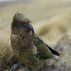 Wilder Kea Papagei in den Bergen in Neuseeland
