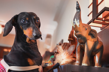 Dachshund dog portrait, black and tan, dressed as a maid, dusting dust brush off the shelf with a...