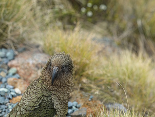 Wilder Kea Papagei in den Bergen in Neuseeland