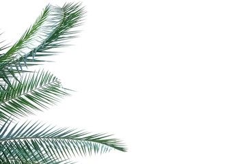 Fototapeta na wymiar Green tropical palm leaves on white isolated background for backdrop pattern 
