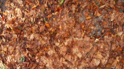Fallen leaves in browns and yellows tumble along ground on forest floor