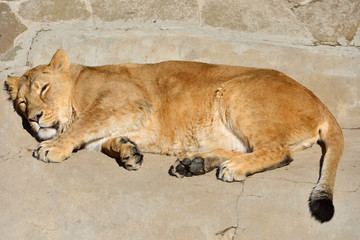 Sweet Dreams. Funny Asian lioness (Pantera leo persica) sleeps © valeriyap