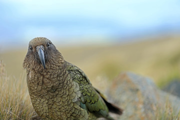 Wilder Kea Papagei in den Bergen in Neuseeland