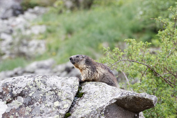 Marmotte