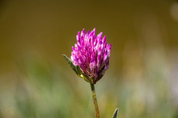 Natural sunny flower plants landscape and a background.