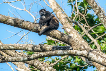 mother monkey takes care for her young baby