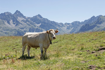 Fototapeta na wymiar Alpage