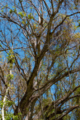 Obraz premium tree in the jungle near Cabuya, Costa Rica