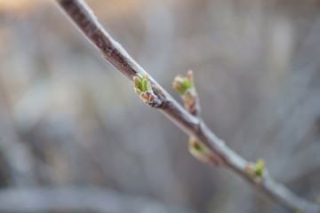 buds on tree branches