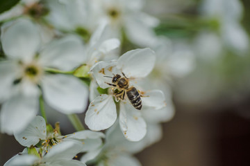 Bee collects pollen and nectar white flowers cherry tree. Flowers cherry tree blossomed. Honey and medicinal plants Ukraine. Flowering fruit trees.