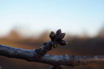 buds on tree branches