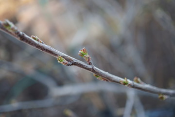 buds on tree branches