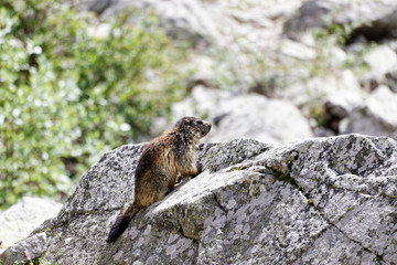 Marmotte