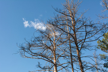 Obraz premium tree against blue sky
