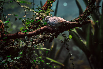 Beautiful gray cuckoo sitting on a branch in the dense forest