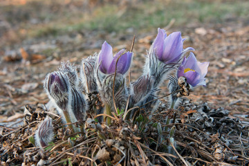 Pasque-flower in the spring forest