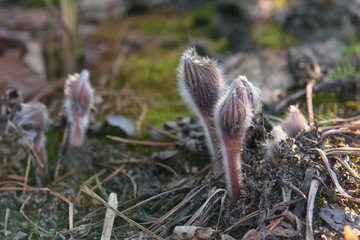 Pasque-flower in the spring forest