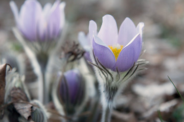 Pasque-flower in the spring forest