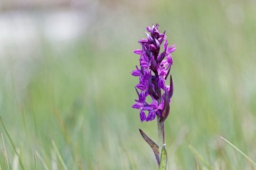 Orchidée sauvage