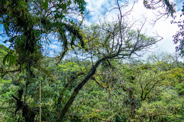 Fototapeta na wymiar jungle near monteverde in Costa rica