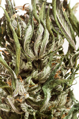 Obraz premium Cannabis or marijuana over white