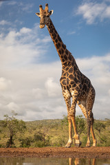 Southern giraffe from low angle