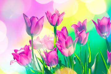 Bright festive card with purple spring tulips