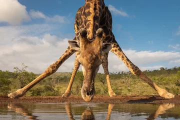 Gordijnen Southern giraffe drinking water © Wim