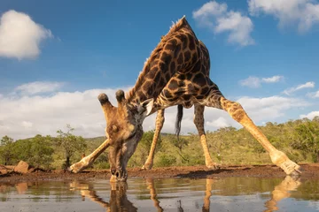 Fotobehang Zuidelijke giraf drinkwater © Wim
