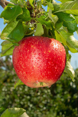 branch with red apples close-up on a background of apple orchard and blue sky. The concept of growing an industrial apple orchard