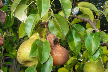 pear tree affected by fungal disease. Close-up of diseased yellow rotten fruit