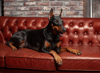 Doberman Pinscher. Dog on a brown background. Dog lies on the leather sofa.