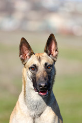 Spring portrait dog, Belgian Shepherd Malinois dog in the nature