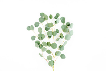green branch eucalyptus on white background. flat lay, top view