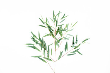 Fototapeta premium green branch eucalyptus on white background. flat lay, top view