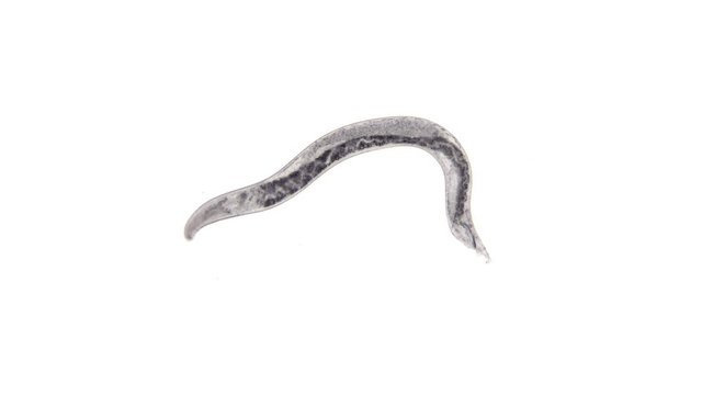 nematode worm under a microscope, is a parasite