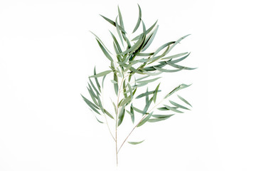 green branch eucalyptus on white background. flat lay, top view