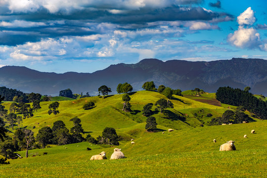 New Zealand, North Island, Waikato Region. Rural landscape near Matamata. There is Kaimai Range in the background
