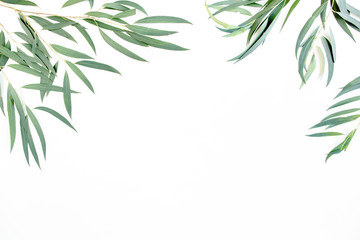 green branches, eucalyptus leaves nicoli on a white background. flat layout, top view