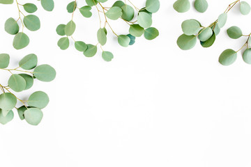frame of green branches, eucalyptus leaves on a white background. flat layout, top view