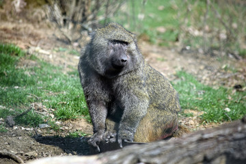 Baboon Monkey Papio Anubis Sitting