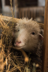 Beautiful and cute sheep inside the farm eat hay.