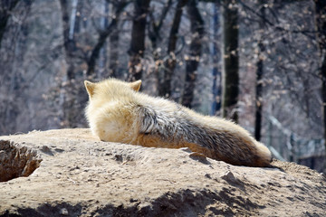 White Arctic Wolf Lying on Rock Canis Lupus Arctos