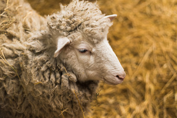 A cute little lamb looks into the camera. A sheep with plenty of wool looks into the camera on the uniform
