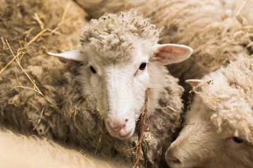 Obraz premium A cute little lamb looks into the camera. A sheep with plenty of wool looks into the camera on the uniform