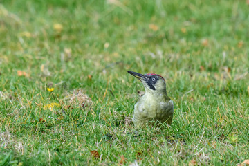 A European green woodpecker (Picus viridis). The bird is sitting in a grassy field, with its head facing sideways.