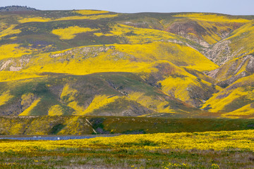 Solar panels and bright yellow flowers on the Carrizo Plain during the wildflower superbloom