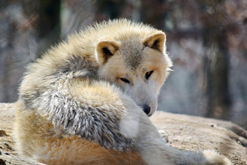 White Arctic Wolf Canis Lupus Arctos Lying on Rock